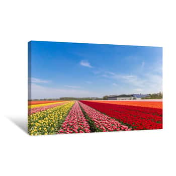 Image of Colorful Tulips And A Farm In Noordoostpolder Canvas Print