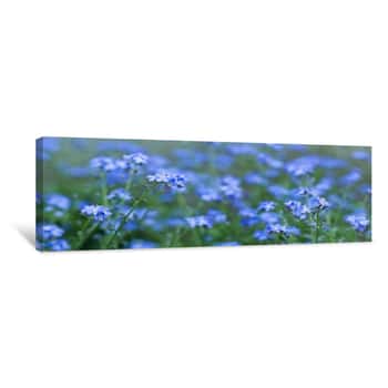 Image of Blooming On The Beautiful Blue Color Of The Forget-me-not (Myosotis) - Panorama Canvas Print