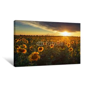 Image of Summer Landscape: Beauty Sunset Over Sunflowers Field Canvas Print