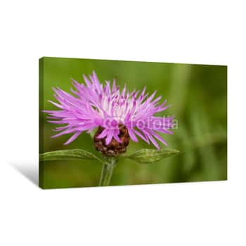 Image of Beautiful Bright Lilac Flower Of Knapweed In A Summer Field Or In A Meadow Canvas Print