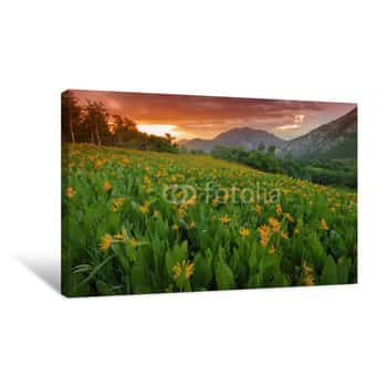 Image of Sunset Wildflowers In The Wasatch Mountains, Provo, Utah, USA Canvas Print