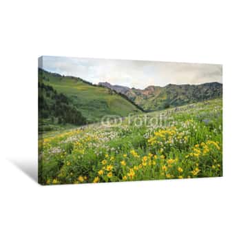 Image of Summer Wildflowers In The Wasatch Mountains, Utah, USA Canvas Print