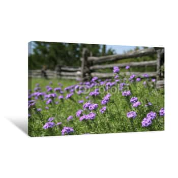 Image of Field Of Texas Bluebonnet Wild Flowers Next To An Old Fence Canvas Print