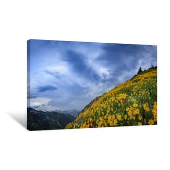Image of Colorful Wildflowers In The Wasatch Mountains, Alta, Utah, USA Canvas Print