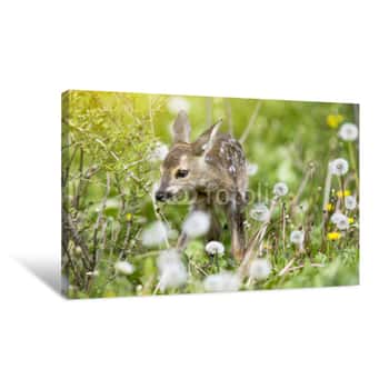 Image of Baby Fawn Canvas Print