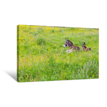 Image of Two Donkeys Resting In A Farm Meadow Canvas Print