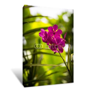 Image of Close-Up Of Magenta Orchid Flower In Garden With Diffused Background Spain Canvas Print