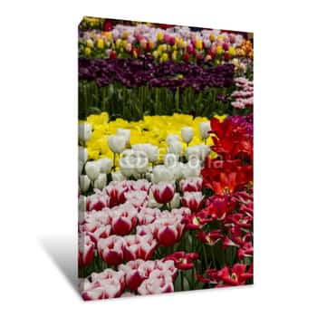 Image of Large Field Of Tulips Growing Multicolored Flowers During The Month Of April In Amsterdam, Netherlands Canvas Print