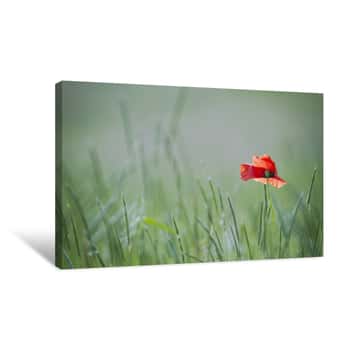 Image of Single Poppy On Green Backgound Canvas Print