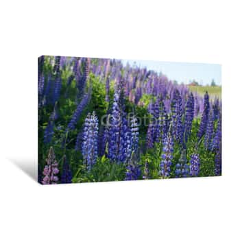 Image of A Lot Of Blue Lupine Flowers Blossomed On The Field By The Forest Canvas Print