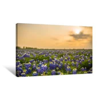Image of Texas Wildflower Fields Canvas Print
