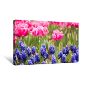 Image of Colorful Tulip Flowers Bloom In The Garden Canvas Print