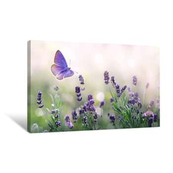 Image of Purple Blossoming Lavender And Flying Butterfly In Nature Canvas Print