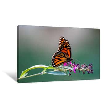 Image of Butterfly On Flower Canvas Print