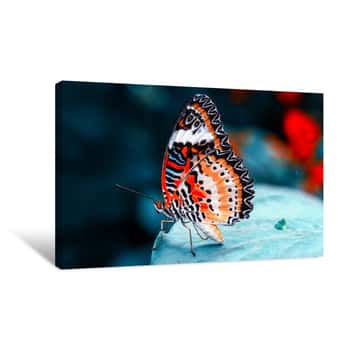 Image of Closeup  Beautiful Butterfly  & Flower In The Garden Canvas Print
