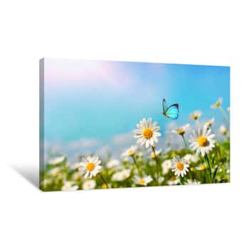 Image of Chamomiles Daisies Macro In Summer Spring Field On Background Blue Sky With Sunshine And A Flying Butterfly, Close-up Macro  Summer Natural Landscape With Copy Space Canvas Print