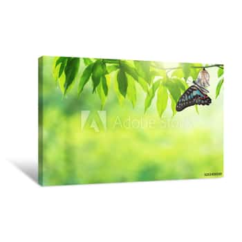 Image of Butterfly Change Chrysalis Canvas Print