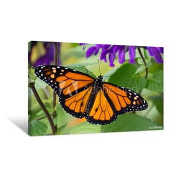 Image of Butterfly 2019-54 / Monarch Butterfly (Danaus Plexippus) Canvas Print
