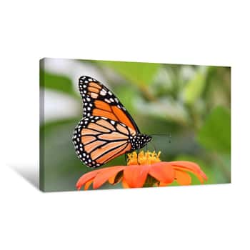 Image of Monarch Butterfly On A Zinnia Flower Canvas Print