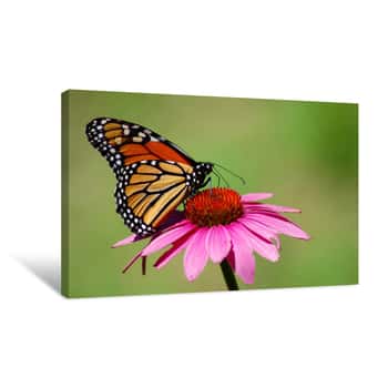 Image of Monarch Butterfly Canvas Print