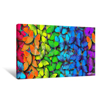 Image of Colors Of Rainbow  Pattern Of Multicolored Butterflies Morpho, Texture Background Canvas Print