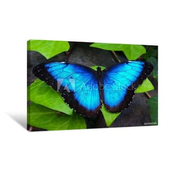 Image of Blue Butterfly Canvas Print