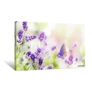 Image of Blossoming Lavender And Butterfly Summer Background Canvas Print