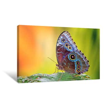 Image of Morpho Menelaus, The Menelaus Blue Morpho, Is An Iridescent Tropical Butterfly Of Central And South America Canvas Print