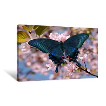 Image of Black Swallowtail Or Papilio Maackii Butterfly On Oriental Cherry Blossom Canvas Print