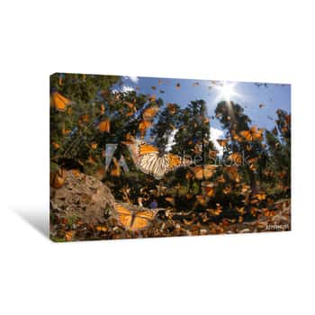 Image of Monarch Butterfly Canvas Print