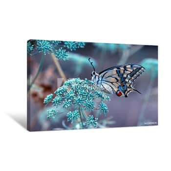 Image of Closeup Beautiful Butterfly Sitting On The Flower Canvas Print