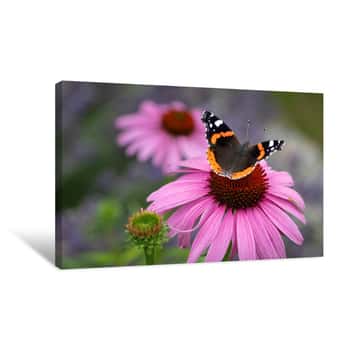 Image of Admiral Butterfly On A Coneflower Canvas Print