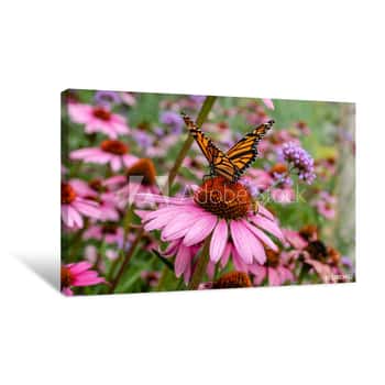 Image of Monarch Butterfly And Bee On Purple Coneflower Canvas Print