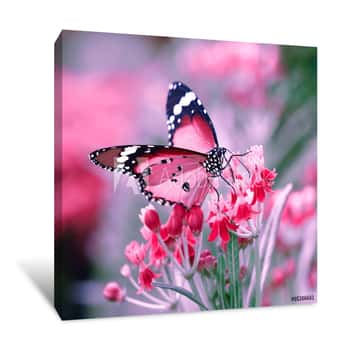Image of Butterfly On Orange Flower Canvas Print