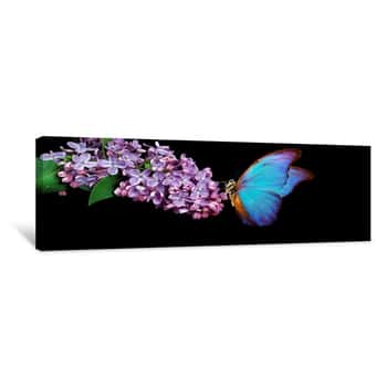 Image of Beautiful Blue Morpho Butterfly On A Flower On A Black Background  Lilac Flower In Water Drops Isolated On Black  Lilac And Butterfly  Copy Spaces Canvas Print