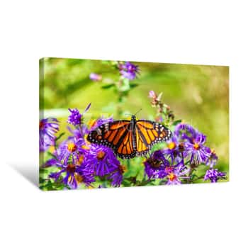 Image of Monarch Butterfly On Purple Asters Flowers In Autumn Nature Garden Background  Butterflies Flying Outdoor Canvas Print