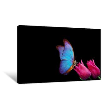 Image of Beautiful Blue Morpho Butterfly On A Flowers On A Black Background Tulip Flowers In Dew Drops Isolated On Black  Tulip Buds And Butterfly  Copy Spaces Canvas Print