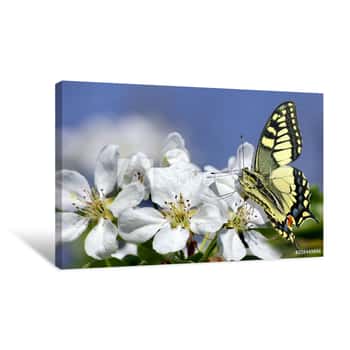 Image of Swallowtail Butterfly On A Branch Of Blooming Sakura  Blooming Cherry And Butterfly Canvas Print