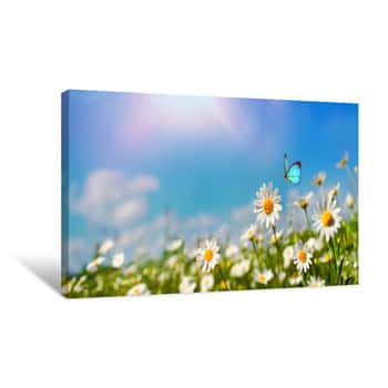 Image of Chamomiles Daisies Macro In Summer Spring Field On Background Blue Sky With Sunshine And A Flying Butterfly , Panoramic View  Summer Natural Landscape With Copy Space Canvas Print