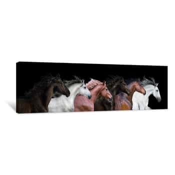Image of Six Horses Portraits Isolated On A Black Background Canvas Print