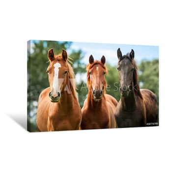 Image of Group Of Three Young Horses On The Pasture Canvas Print