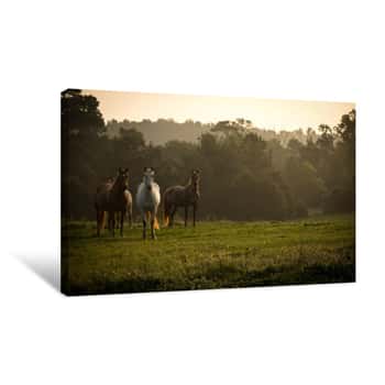 Image of Wild Horses In The Mountains At Sunrise Canvas Print