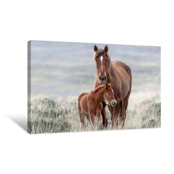 Image of Wild Horses Canvas Print