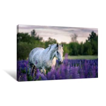 Image of Portrait Of A Grey Horse Among Lupine Flowers Canvas Print