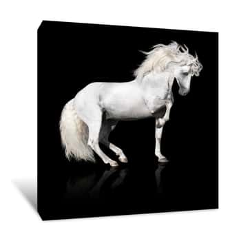 Image of White Andalusian Horse Stallion Isolated On Black Canvas Print
