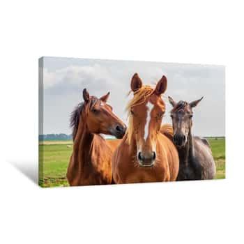 Image of Horses Suffer From The Flies On Their Heads Canvas Print