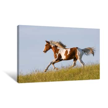 Image of Nice Young Appaloosa Horse Running Canvas Print
