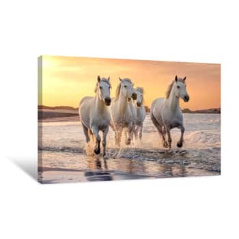 Image of White Horses In Camargue, France Canvas Print