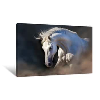 Image of Grey Horse Portrait On The Black Background Canvas Print
