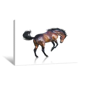Image of Brown Horse Jumps Isolated On White Background Canvas Print